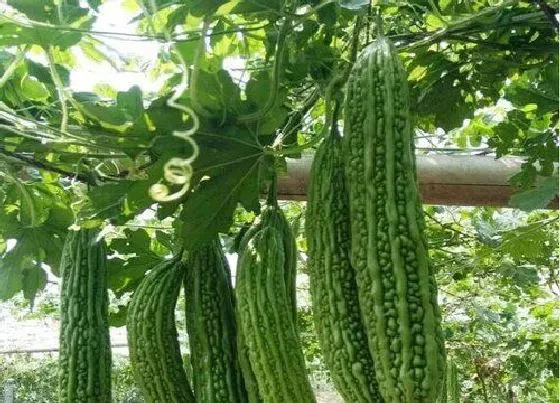 种菜|阳台种苦瓜的方法图片 阳台种苦瓜怎么搭架子