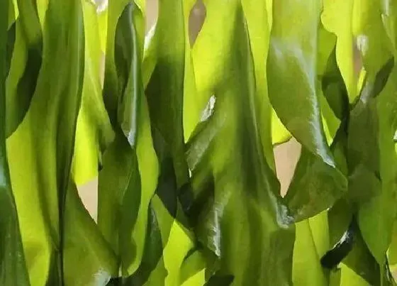 蔬菜|海芽菜和裙带菜是一种菜吗