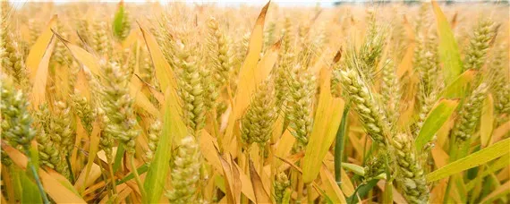 菏麦21小麦品种介绍
