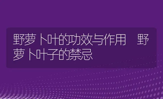 野萝卜叶的功效与作用 野萝卜叶子的禁忌 | 养殖资料投稿