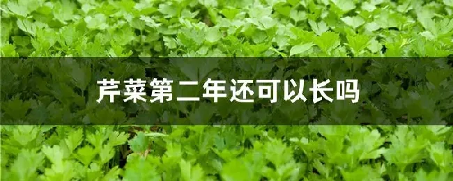 芹菜第二年还可以长吗