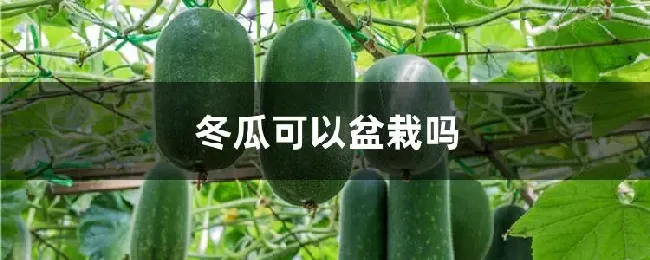 冬瓜可以盆栽吗