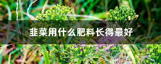 韭菜用什么肥料长得最好