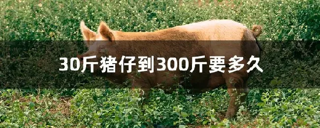 30斤猪仔到300斤要多久