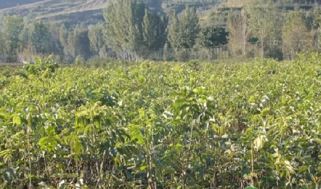 碧根果种子怎么发芽？