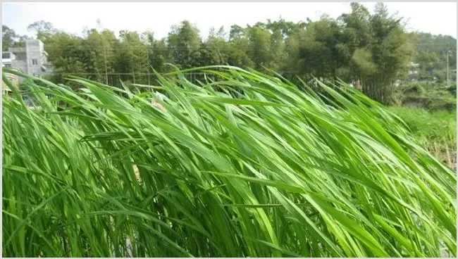 茭白种植赚钱吗？效益怎么样 | 养殖项目前景