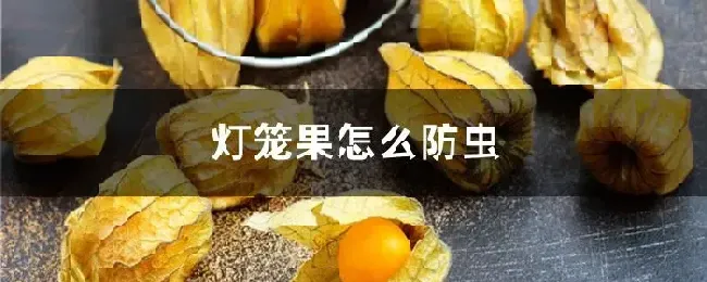 灯笼果怎么防虫