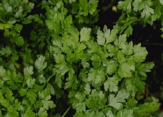 蔬菜|香菜和延髓是一种菜吗