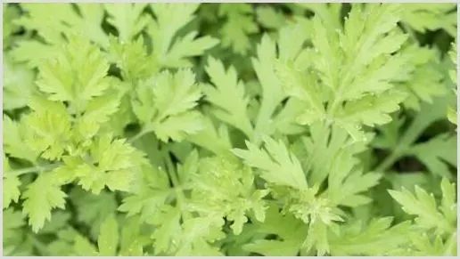 艾草多少钱一斤？怎么吃能驱蚊吗 | 致富养殖项目
