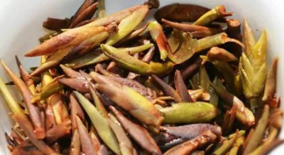 芽孢茶的功效与作用 有什么禁忌吗