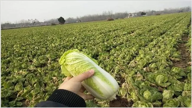 娃娃菜种植收益及赚钱门路 | 养殖赚钱项目