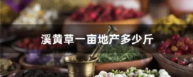 溪黄草一亩地产多少斤