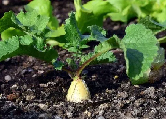 种植前景|萝卜的种植条件 生长环境的条件