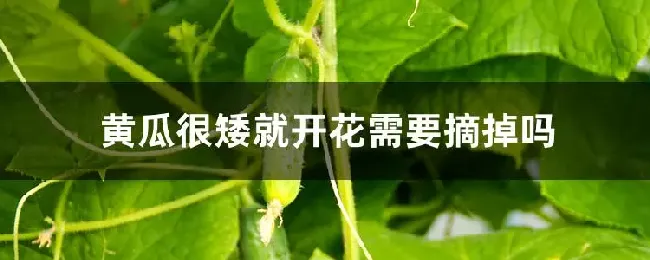 黄瓜很矮就开花需要摘掉吗