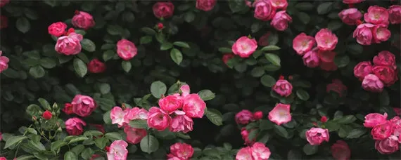 切花月季地栽种植间距