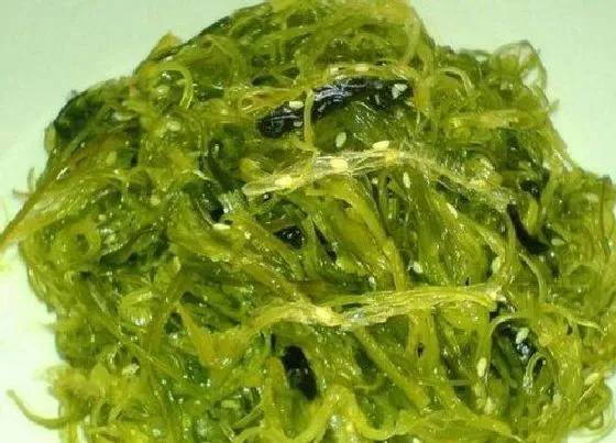 蔬菜|海芽菜和裙带菜是一种菜吗