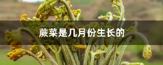 蕨菜是几月份生长的