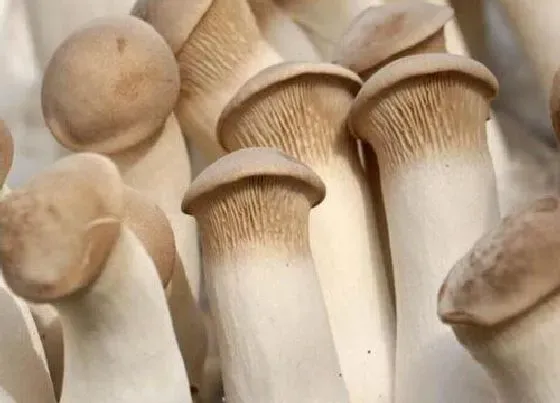 菌菇|什么样的野生蘑菇可以吃 常见能吃的野生蘑菇