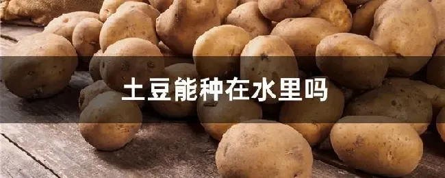 土豆能种在水里吗