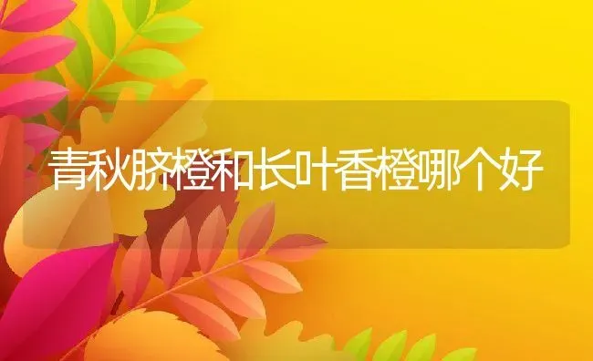 青秋脐橙和长叶香橙哪个好 | 养殖资讯