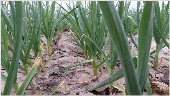 大蒜种植好种吗？收益赚钱效益怎么样 | 养殖赚钱项目