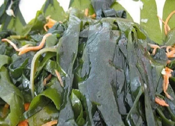 蔬菜|海芽菜和裙带菜是一种菜吗