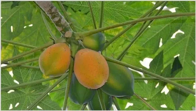 木瓜种植效益 | 养殖什么赚钱