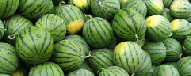 甜王西瓜品种介绍大棚西瓜生长周期
