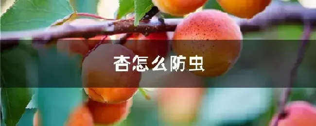 杏怎么防虫