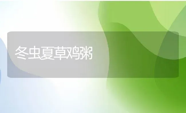 冬虫夏草鸡粥 | 养殖资讯
