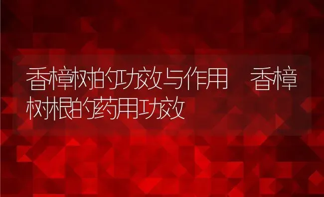 香樟树的功效与作用 香樟树根的药用功效 | 养殖资料投稿