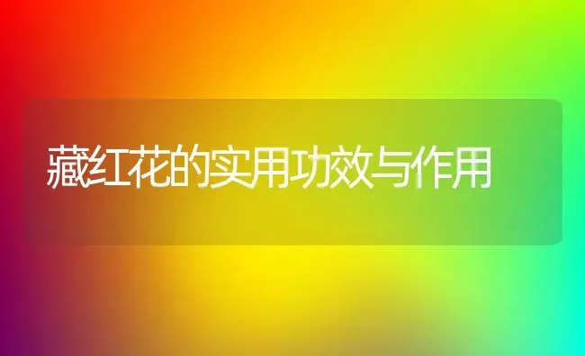 藏红花的实用功效与作用 | 养殖资料投稿