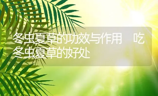 冬虫夏草的功效与作用 吃冬虫夏草的好处 | 养殖资料投稿