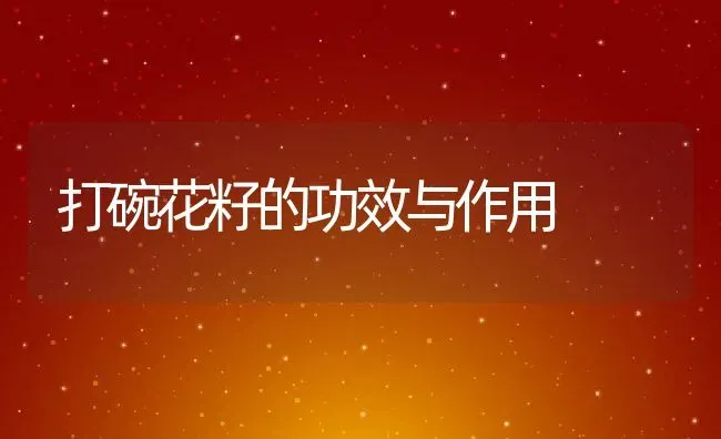 打碗花籽的功效与作用 | 养殖资料投稿