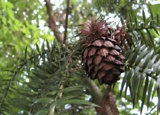 种植前景|松子产量高吗 亩产量多少