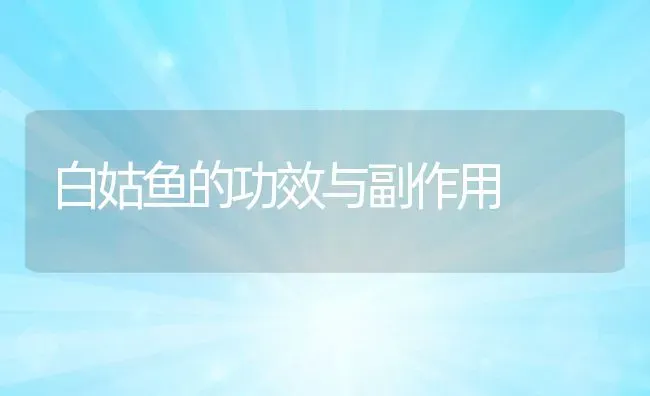 白姑鱼的功效与副作用 | 养殖资料投稿