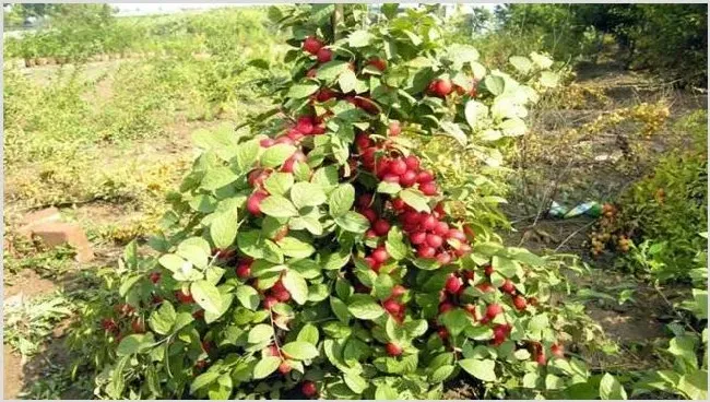 钙果种植效益 | 养殖赚钱项目