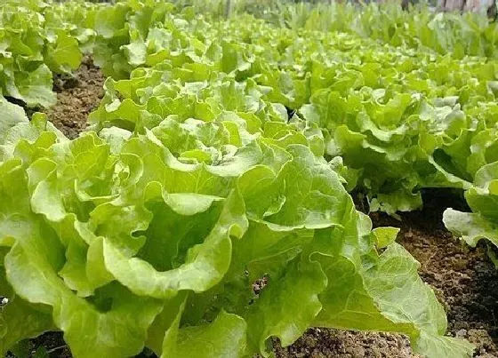 种菜|夏至适合种什么菜 适合夏天种的蔬菜