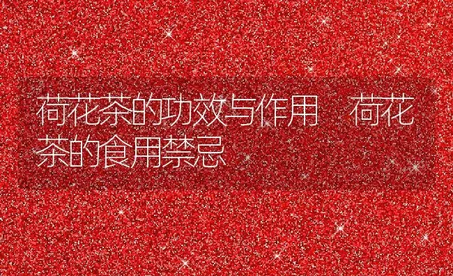 荷花茶的功效与作用 荷花茶的食用禁忌 | 养殖资料投稿
