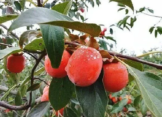 种植前景|柿子的种植条件 生长环境要求