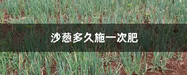 沙葱多久施一次肥