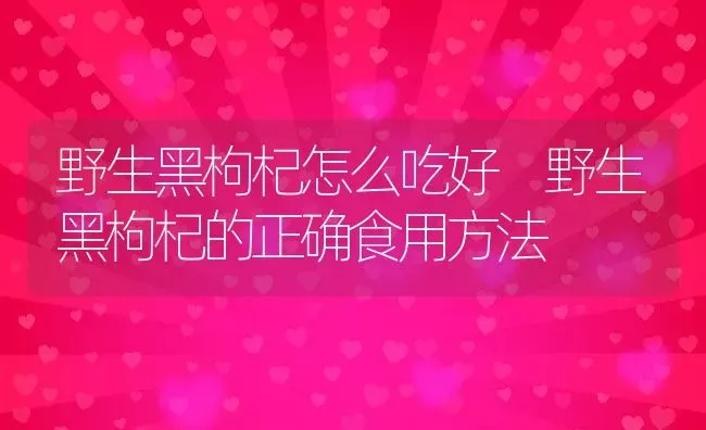 野生黑枸杞怎么吃好 野生黑枸杞的正确食用方法 | 养殖资料投稿