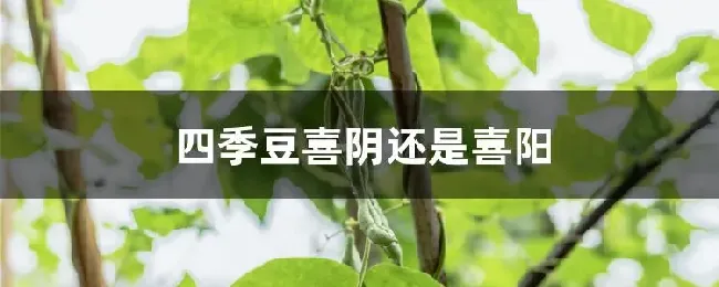 四季豆喜阴还是喜阳