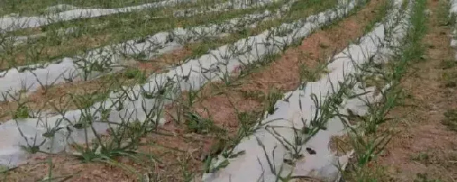 大蒜地膜下边杂草怎么除草大蒜管理技术要点