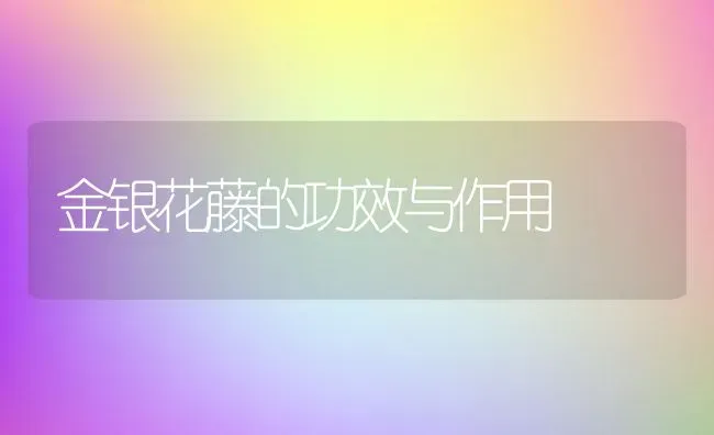 金银花藤的功效与作用 | 养殖资料投稿