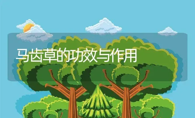 马齿草的功效与作用 | 养殖资料投稿