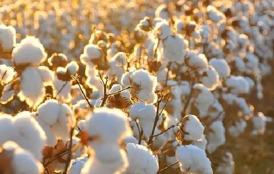 种植前景|棉花种植条件 对气温气候及区域地理的要求