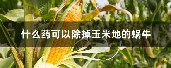 什么药可以除掉玉米地的蜗牛