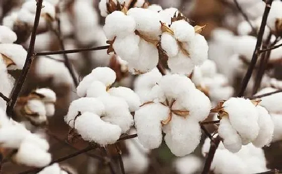 种植前景|棉花种植条件 对气温气候及区域地理的要求