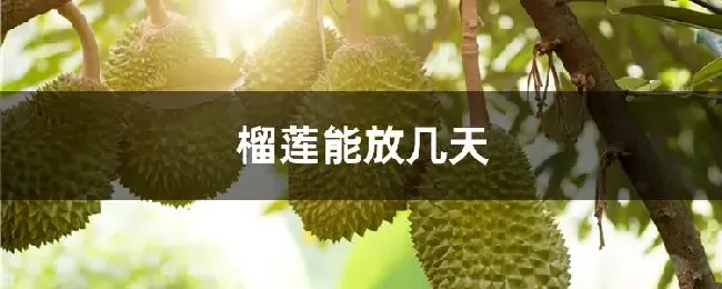 榴莲能放几天